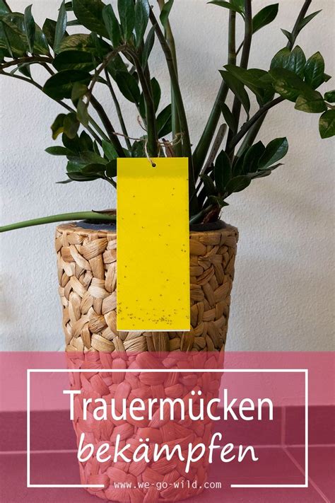 Welche hausmittel gegen fliegen haben sich bei. Pin auf DIY Garten und Wohnung