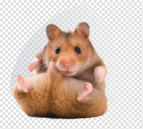 You can use this image freely on your projects to create stunning art. Golden hamster Teddy Bear Hamsters Pet, hamster ...