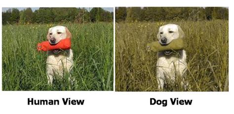 Dogs Are Not Actually Fully Colorblind Psychology Today