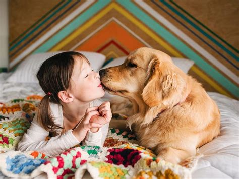 11 Most Affectionate Dog Breeds That Love To Cuddle Snuggle Dog Dog