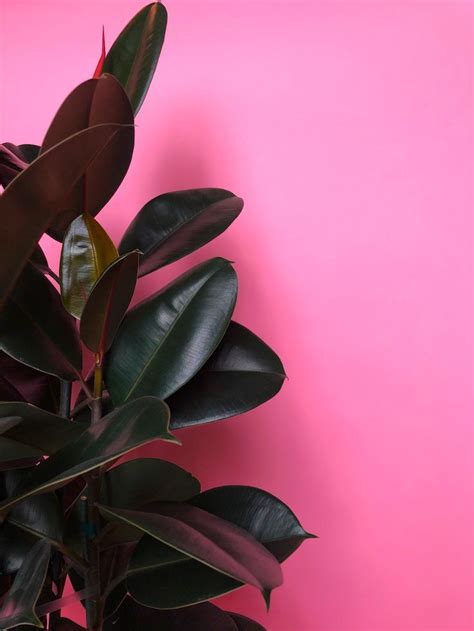 How To Care For And Grow Your Rubber Tree — Plant Care Tips And More