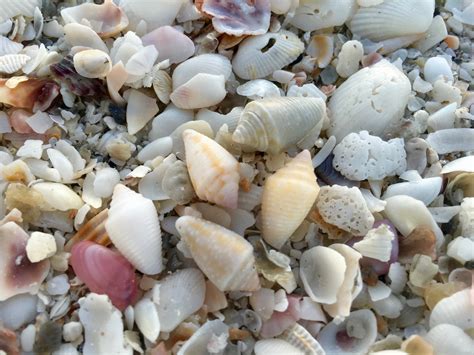 Seashells At The Sanibel Lighthouse I Love Shelling