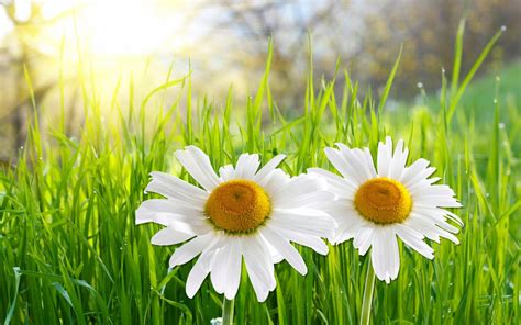 Two Daisies Wallpaper Nature And Landscape Wallpaper Better