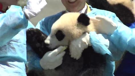 China Plans Massive Reserve For Giant Pandas Cnn