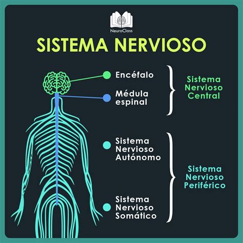 Relacion Del Sistema Nervioso Y El Sistema Reproductor Mind Map