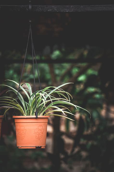 How To Choose The Perfect Spider Plant Pot