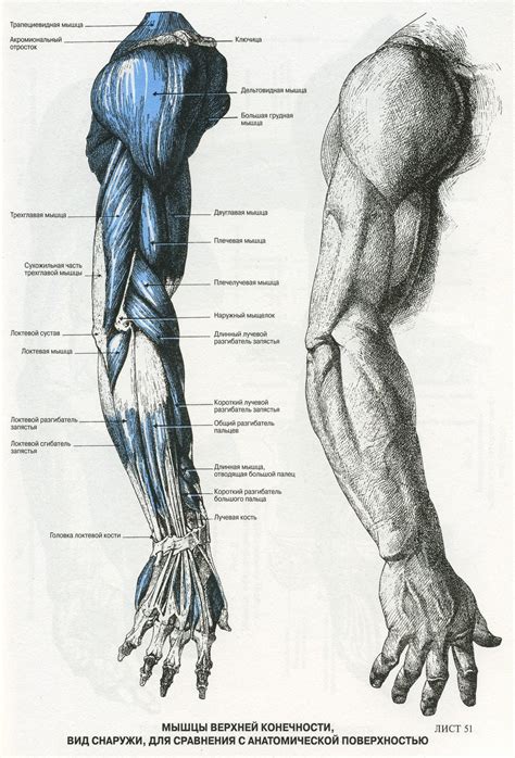 28 Idees De Arm Man Draw Anatomy Dessin Anatomie Dessin Corps Images