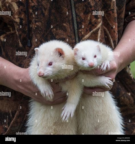 Man Holding Ferret Hi Res Stock Photography And Images Alamy