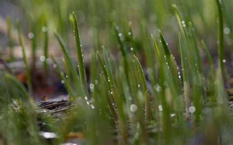 Download Wallpaper 3840x2400 Grass Drops Water Rain Macro Green 4k