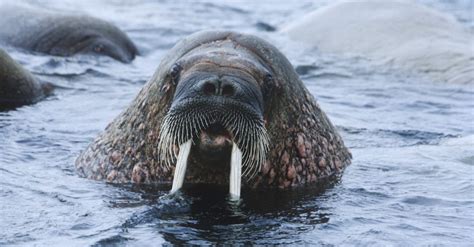 What Is A Walrus Macmillan Dictionary Blog