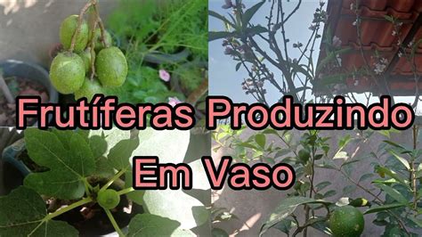 O P De P Ssego Est Muito Florido Tamb M Mostrando Outras Frut Feras