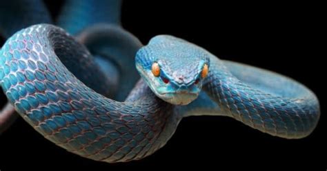 Snake Animal Facts Az Animals