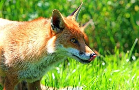 Red Fox Description Habitat Image Diet And Interesting Facts 2022