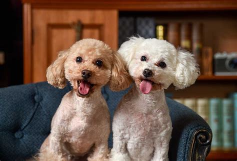 How To Tell If Your Toy Poodle Is Purebred