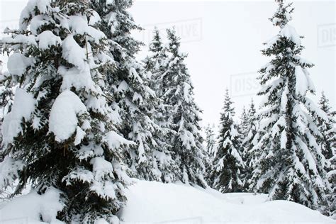 Snow Covered Pine Trees Stock Photo Dissolve