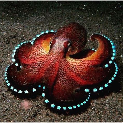 An Octopus With Blue Dots On Its Back End And Its Tail Curled Up