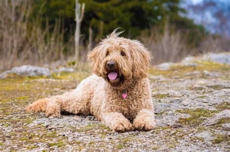 How Much Does A Goldendoodle Cost 2024 Updated