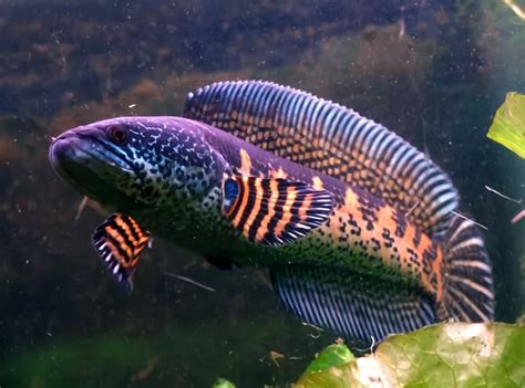 Jenis Ikan Channa Yang Berasal Dari Indonesia Channa Keepers Wajib
