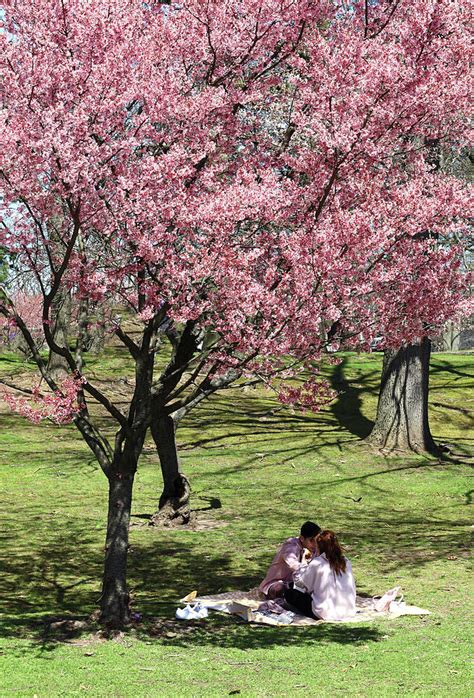 Romantic Picnic Under The Cherry Blossom Tree Photograph By Allen Beatty