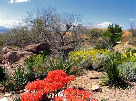 Ideal xeriscape plant in phoenix. Aloe and other Native Arizona Desert Plants | For more ...