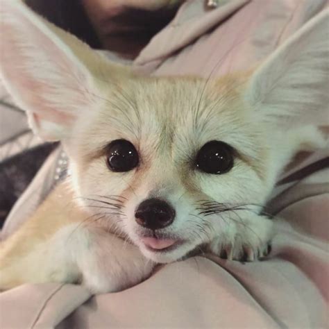 Fennec Fox Pet Pet Fox Fenic Fox Cute Little Animals Cute Funny