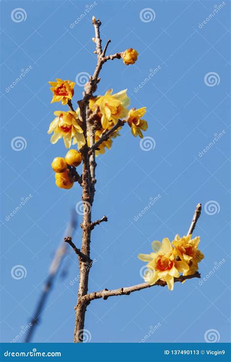 Yellow Wintersweet Flowers Stock Image Image Of Flowers 137490113