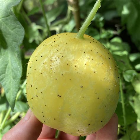 Cucumber Crystal Lemon Plug Plants To Grow Order Online