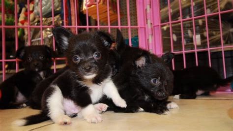 Chion Puppies For Sale Georgia Local Breeders Near Atlanta Ga At