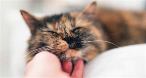 Does a Cat’s Purr Have Healing Powers? | BeChewy