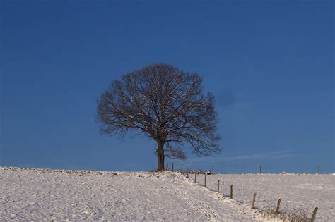 Free Images Landscape Tree Nature Mountain Snow Winter Sky