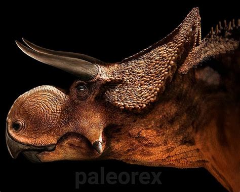 Paleorex Su Instagram Nasutoceratops Ceratopsia Was A Successful Group Of Dinosaurs Whose