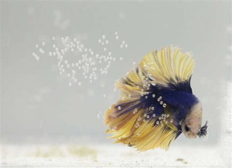 How To Tell If A Betta Fish Is Sick Common Reasons And Solutions