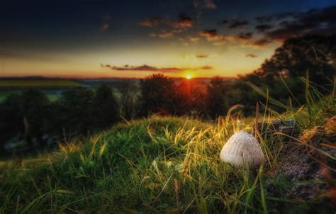 Wallpaper Landscape Sunset Nature Mushroom Images For Desktop
