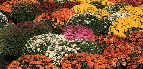 It can be difficult to try to find the perfect gift to send internationally to canada. Advancing the Canadian Chrysanthemum