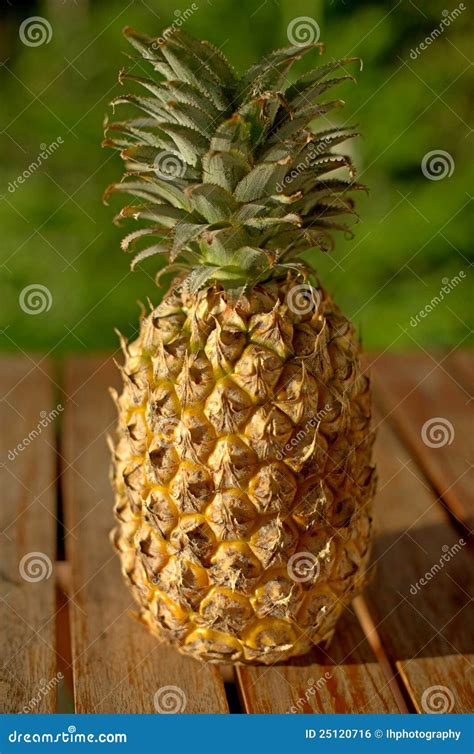 Fresh Whole Pineapple Stock Photo Image Of Tropical 25120716