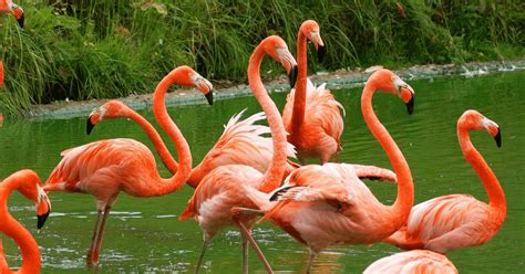 National Bird Of Bahamas Flamingo