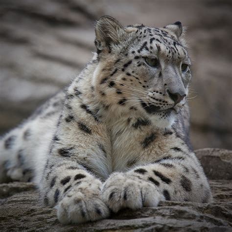 Snow Leopard Vanishing Treasures