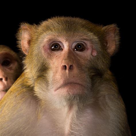 Rhesus Monkey National Geographic