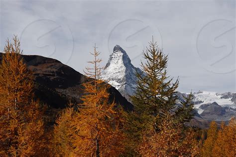 Beautiful Autumn Colored Larch Trees In Front Of Swiss Mountain