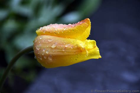 Yellow Tulip With Rain Drops On It From Sweden Hi Res 1440p Qhd