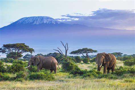 Located in amboseli, 250 feet from amboseli national park, amboseli serena safari lodge provides accommodations with a restaurant, free private parking, an outdoor swimming pool and a bar. Amboseli Serena Safari Lodge | Trailfinders