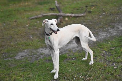 skye 2 year old female saluki cross available for adoption