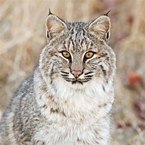 56 Top Photos Bobcat North American Wild Cats 51 Best Images About