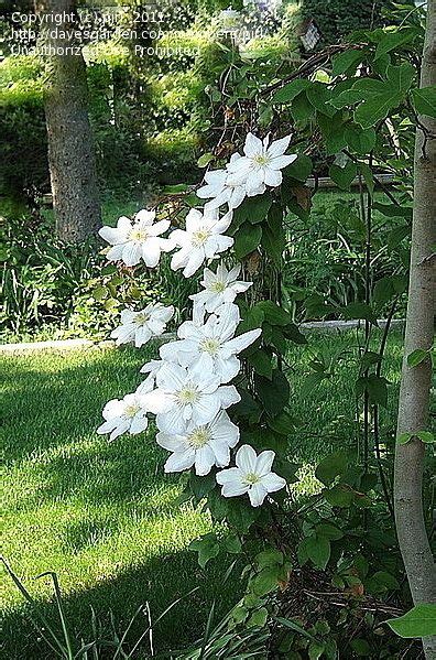 View Picture Of Clematis Early Large Flowered Clematis Candida
