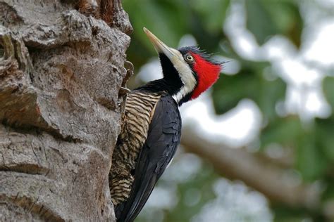 The Crimson-Crested Woodpecker - One of The LARGEST Woodpeckers in 