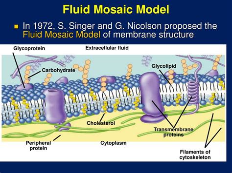 Cell Membrane Fluid Mosaic Model Simple Functions And Diagram