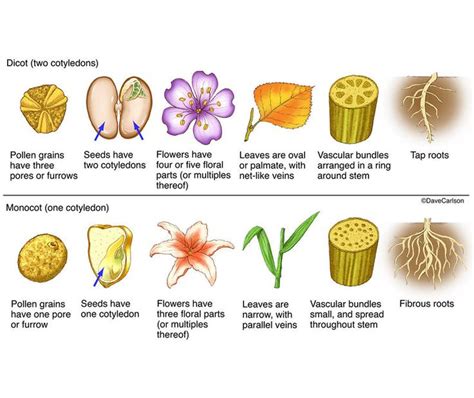 Botany Life Science And Biomedical Carlson Stock Art Biology Plants