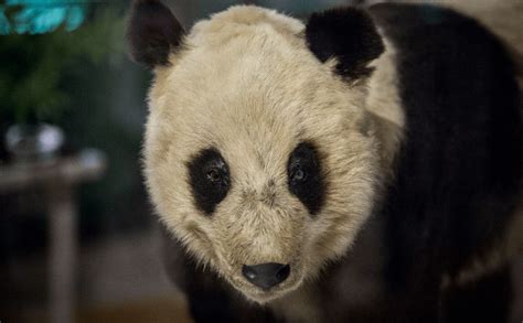 El Oso Panda Chu Lin Vivirá Para Siempre En El Museo