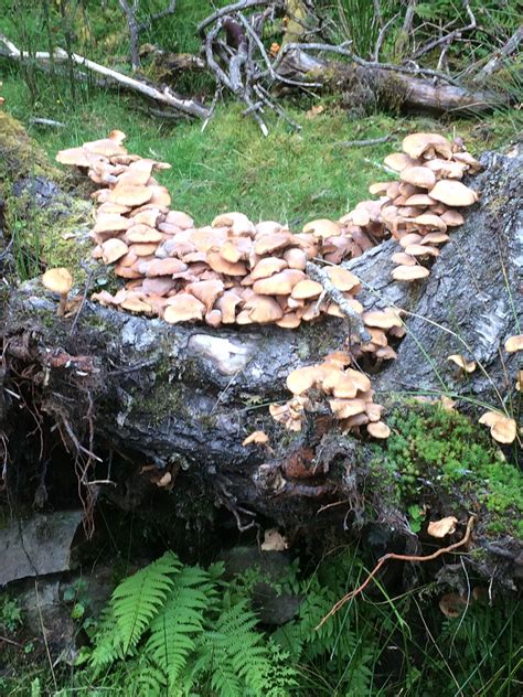 Mushrooms Growing On Log In The Woods In Spean Bridge Scottish