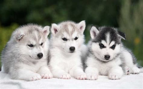 And as with most dogs, their younger years are honestly the best, and pictures of husky puppies will make. Husky Puppies: Basic Care, Feeding, Education | Pets Feed